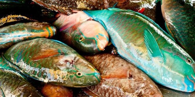 
					IKAN KAKATUA SANGAT PENTING, JANGAN DIMAKAN!!