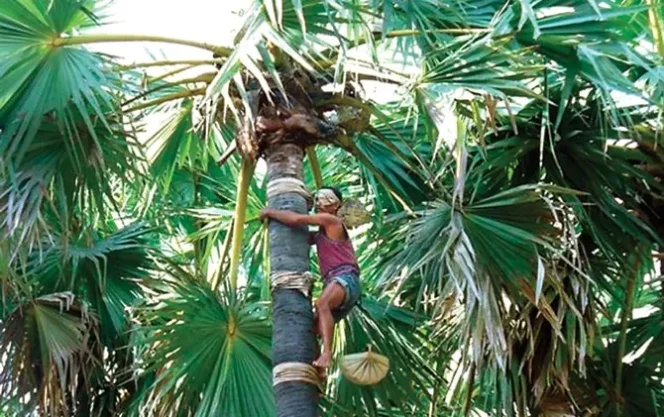
					ARTI LONTAR BAGI ORANG ROTE