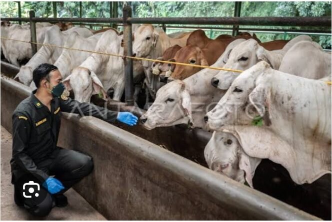 
					PENAHANAN 25 EKOR SAPI OLEH SATPOL PP ENDE